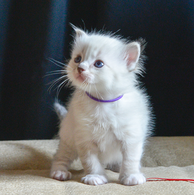 ragdoll kitten